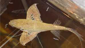 Pantodon - ribje metulj: združljivost fotografij, vzreja, opis